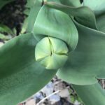 photo of tulip bud from the top- green